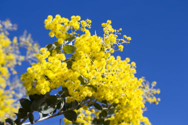 10 GOLDEN MIMOSA Acacia Baileyana Yellow Wattle Tree Flower Seeds